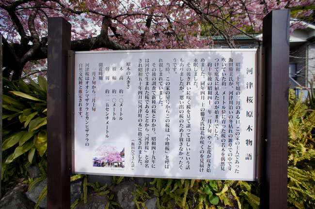 DSC09954