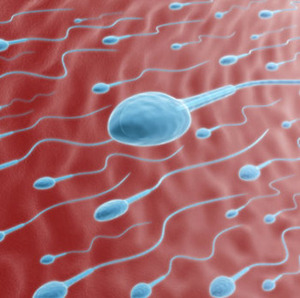 sperm-1