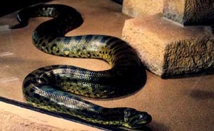 anaconda1