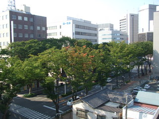 ケヤキ並木