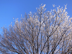 雪の花とハートを想う