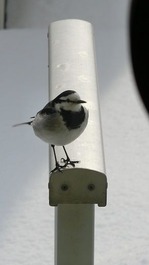 せき6