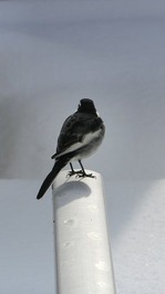 せき1