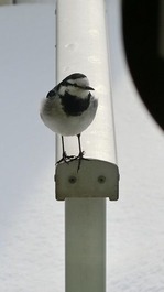 せき8