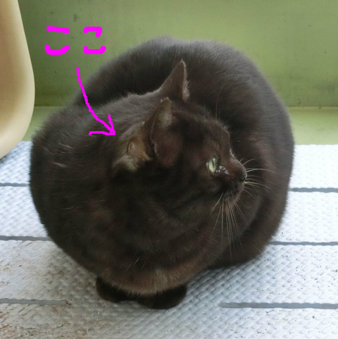 BlogPaint