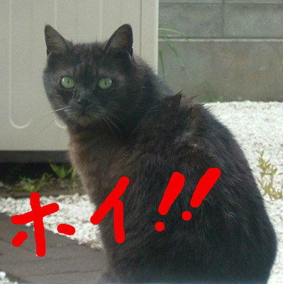 BlogPaint