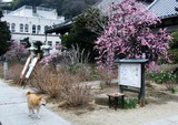 梅の花