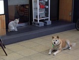 どらねこ1号店