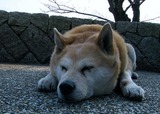 冷えた地面