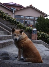背中に雪