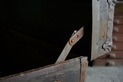 DSC06966