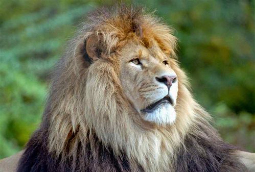 male-lion19