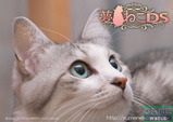yumeneko