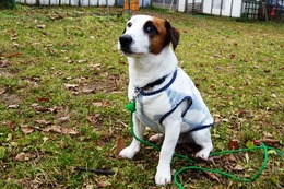 た　ケンタ　１１・３→１１・２８