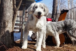 ひ　パンダ　３・２９⇒３・３１