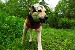 ふ 平蔵 5・26→6・16