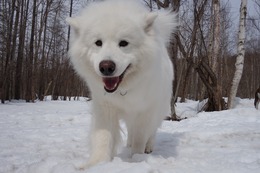 か　ベルイ　新７歳