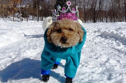 や らんまる 8歳他鞍上記念