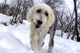 ひ アニー 2・15→2・16