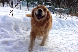 ま ボス 12・12→3・31