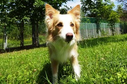 え　ゆず　新５歳