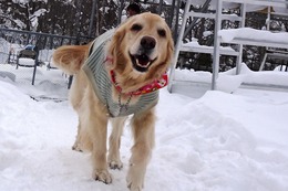 ま 小春 1・31→2・15