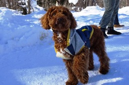 い プー 新7ヶ月