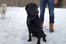 に　ブリンクリー