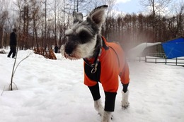 し シュウ 3・28→3・31