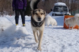 ふ　平蔵　３・１６→４・８