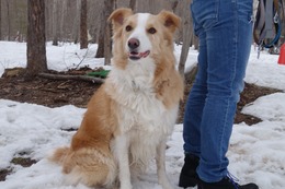 の　コプチェフ