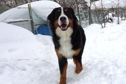 ふ　ハナ　２・４→２．６