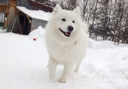 な 福
