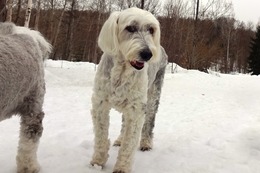 ひ アニー 3・21→3・22