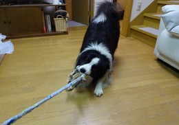 ころ4