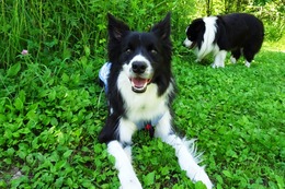 い　コリー　新６歳