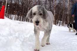 ひ パンダ 1・15→2・18