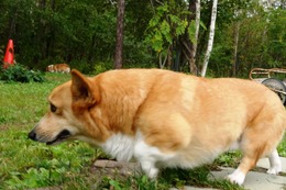 く エース