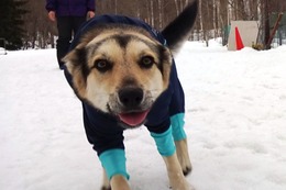 ふ 平蔵 3・28→3・31