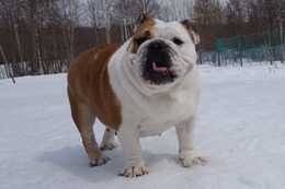 さ　じゃすみん