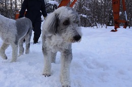 ひ　パンダ　１・１９→２・６