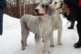 ひ パンダ 3・21→3・23