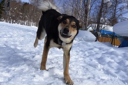 ふ　ロン　２・９→２・１２