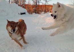 ふくなみ
