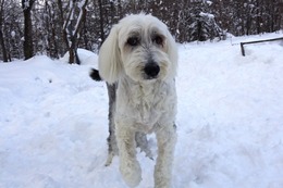 ひ　アニー　１・１９→２・１３