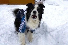 つ ビリー 1・31→2・15