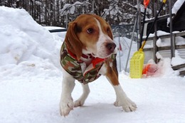 く オラフ 新8ヶ月