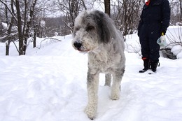 ひ パンダ 2・15→2・16