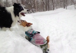 野犬?