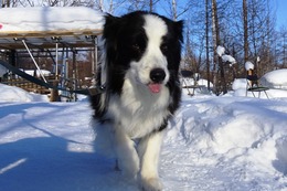 つ ビリー 2・25→2・27